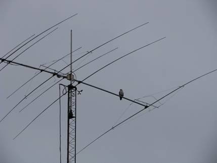 Hawk on Antenna 3.JPG